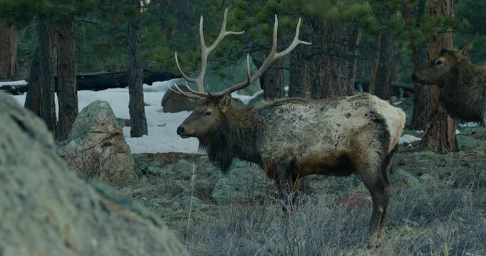 Wild Elk in Rocky Mountains Grazing 
