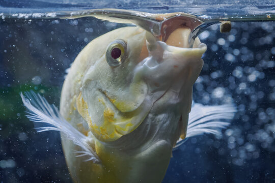 Albino Oscar fish eating a pellet.