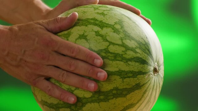 Man cutting watermelon - cut piece with knife. Young watermelons Citrullus lanatus. Topic - melons and gourds, farmer cultivation of watermelons