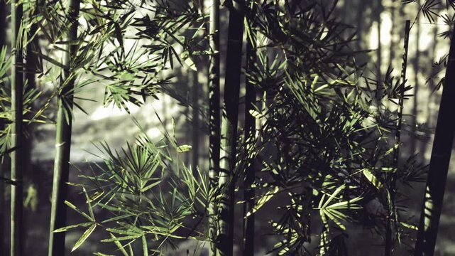 Dramatic evening bamboo with long shadows and soft haze, tall trunks slicing through light, contemplative mood perfect for editorial, film, and relaxation
