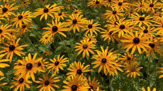 Bright yellow and orange Black-eyed Susan flowers blooming in a lush garden, close-up view