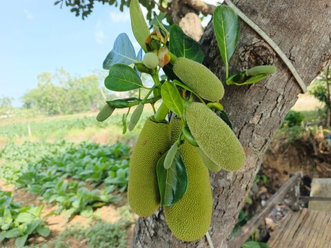 tropical fruit on the tree