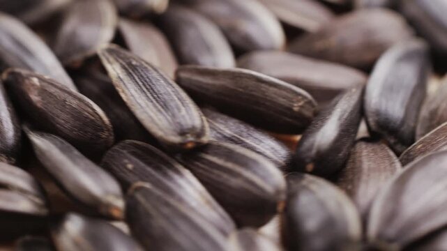 Gray sunflower seeds. Top view. Background, texture