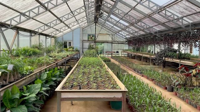 Rows of young plants growing inside a bright greenhouse, showcasing greenhouse farming and controlled agricultural cultivation