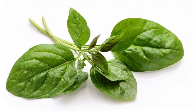 Malabar Spinach Basella Alba Thick Glossy Climbing Leafy Vegetable Isolated On White Background Vine Spinach Produce