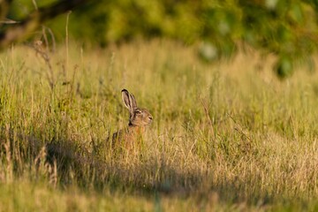 A european hare sits in the grass in the beautiful evening light. . Lepus europaeus. Closeup portrait of a wild hare. © Monikasurzin