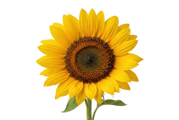 Naklejka premium Single Sunflower bloom with vibrant yellow petals and detailed center against a bright environment for summer concepts