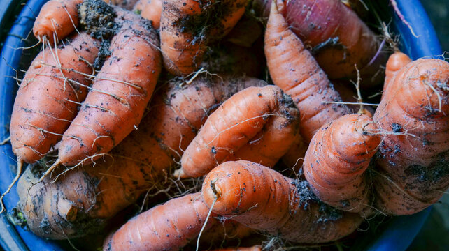 Dirty misshapen carrot freshly harvested from garden soil, showing an unusual natural shape and earthy surface