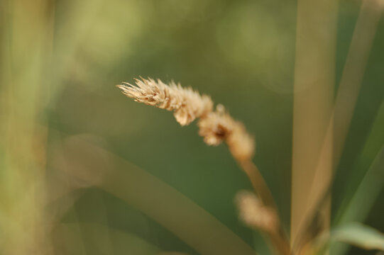 Dry golden grass seed head bending gently against a soft green background 