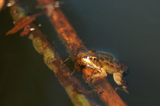 Close-up of a tiny amphibian with golden eyes perched above murky water
