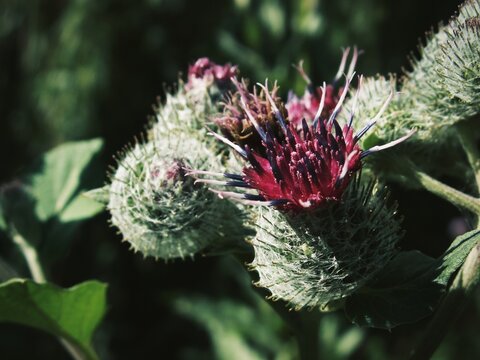 Delicate curled florets burst from a thorny thistle bud in warm sunlight