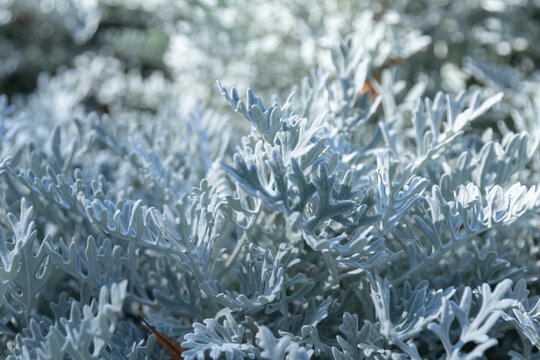Close-up of dusty miller (Jacobaea maritima) silver leaves. Decorative foliage plant with intricate texture, ideal as a natural botanical background and garden design concept.