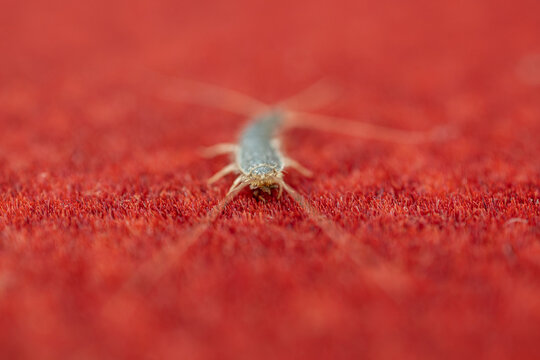 Close-up of a small silverfish insect on a red carpet.