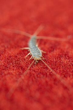 Close-up of a small silverfish insect on a red carpet.