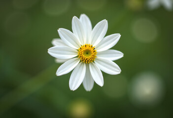 Fototapeta premium Gentle light bloom.