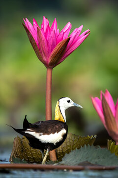 This photograph captures a striking Pheasant-tailed Jacana (Hydrophasianus chirurgus) in its elegant breeding plumage.
