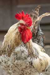 Adult rooster with light feathers on a farm. © lapis2380