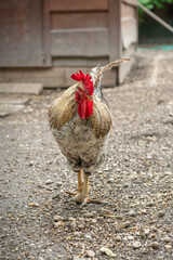Adult rooster with light feathers on a farm. © lapis2380