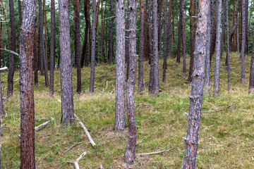 Fototapeta premium Forest path through coastal pine forest to Baltic Sea beach — nature, Poland, seaside trail