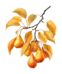 Fototapeta premium PNG Autumn pear branch with ripe fruit and golden leaves