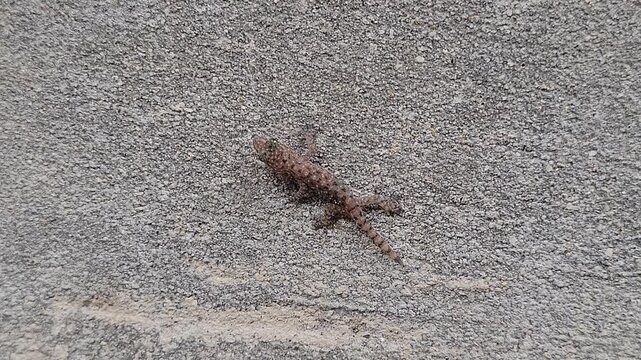Common house gecko crawling on grey surface . Small textured lizard moving on concrete
