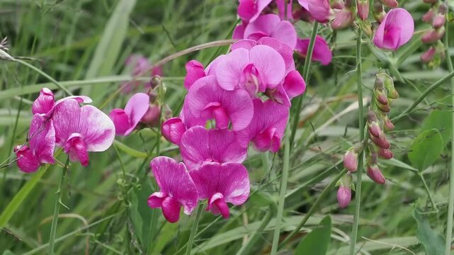 Lathyrus latifolius a summer flowering plant with a summertime pink flower commonly known as Everlasing pea, gardening stock video footage 