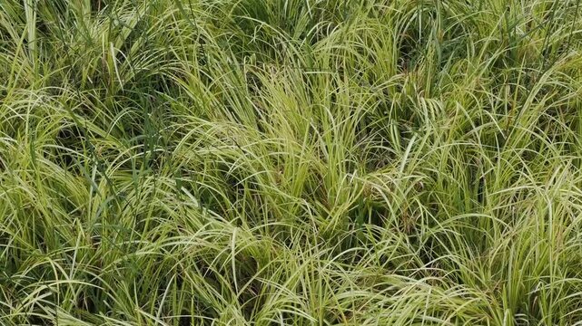 Acorus gramineus 'Oron' an evergreen plant commonly known as Japanese sweet flag or Golden Japanese Rush, gardening stock video footage 