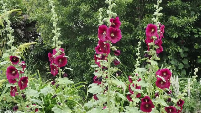 Alcea 'Burgundy Towers' (althaea rosea) a tall flowering plant commonly known as Hollyhock with a dark red flower during the spring and summer season, gardening stock video footage clip