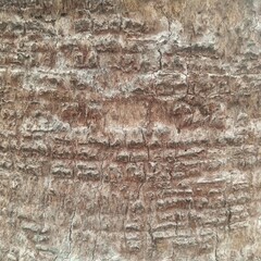 Obraz premium Detailed close up of tree bark featuring striking horizontal striated patterns ideal for natural raw organic wood texturing