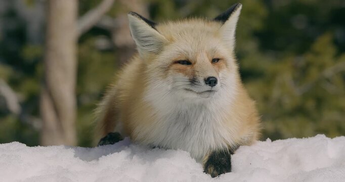 Fox in wild during winter snow
