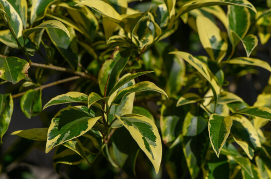 Variegated Japanese Privet leaf close up glossy dark green with cream yellow irregular margin