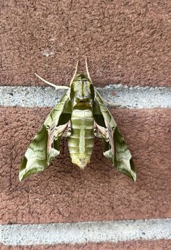 Pandorus Sphinx Moth resting on brick wall, Eumorpha pandorus