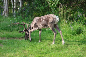 European reindeer standing in a grassy field in Inari, Finland. The image shows a semi-wild reindeer in a natural northern landscape with green vegetation and a calm Arctic environment. © Adam