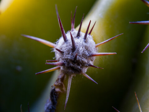 Macro detail of cactus spines and woolly areole with shallow depth of field