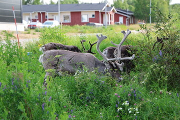European reindeer standing in a grassy field in Inari, Finland. The image shows a semi-wild reindeer in a natural northern landscape with green vegetation and a calm Arctic environment. © Adam