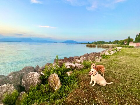 Dos perros descansando en la orilla verde de un gran lago italiano durante el atardecer