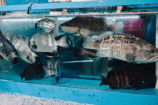 Live fish in aquarium tank at Jagalchi Fish Market in Busan, South Korea