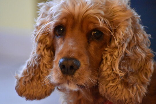 portrait cocker spaniel couleur fauve