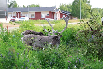 European reindeer standing in a grassy field in Inari, Finland. The image shows a semi-wild reindeer in a natural northern landscape with green vegetation and a calm Arctic environment. © Adam