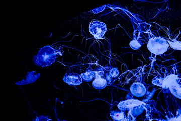 Colorful jellyfish swim in a dark water tank at an aquarium during evening hours © ir1ska