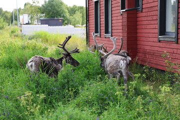 European reindeer standing in a grassy field in Inari, Finland. The image shows a semi-wild reindeer in a natural northern landscape with green vegetation and a calm Arctic environment. © Adam