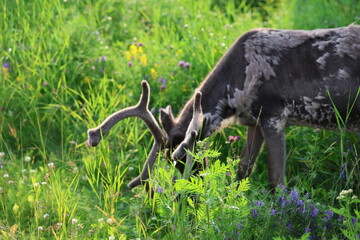 European reindeer standing in a grassy field in Inari, Finland. The image shows a semi-wild reindeer in a natural northern landscape with green vegetation and a calm Arctic environment. © Adam