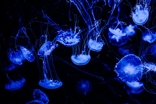 Jellyfish swim in blue light at an aquarium during evening hours