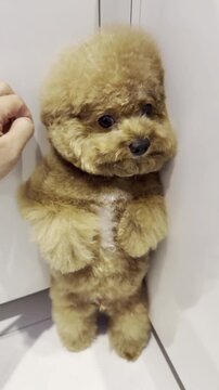 Guilty brown poodle puppy standing in corner facing wall being scolded by owner pointing finger in this funny home video motion clip showing naughty dog behavior after making a mess on the clean white