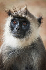 Monkey gray langur portrait close up in Sri Lanka © Dmitry Rukhlenko