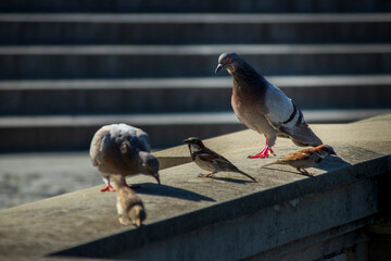Group of rock pigeons and house sparrows standing on a concrete ledge in an urban setting © Snaider_Godoy