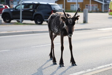 Reindeer walking on a street in central Inari, Finland. The image shows free-roaming reindeer in an urban village environment surrounded by northern architecture and everyday local surroundings. © Adam