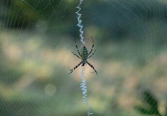 Macro shot of a wasp spider sitting on its web. 