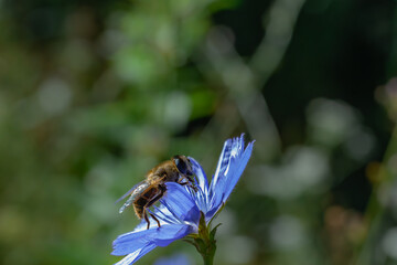 Macro shot of a hoverfly collecting nectar on a blue chicory flower.  © Oksana