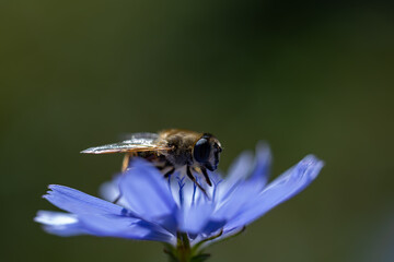Macro shot of a hoverfly collecting nectar on a blue chicory flower.  © Oksana